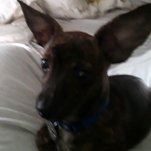 Meet your Posher, Denise